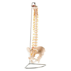 Squelette colonne vertébrale avec bassin