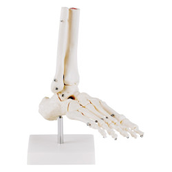 Squelette pied avec support